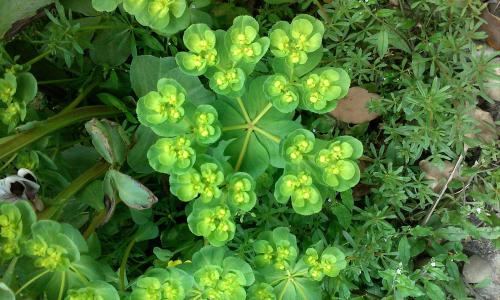 ¹ú¼ÒÒ½±£¾Ö×éÖ¯ÕÙ¿ª¼¯²É×ù̸»á