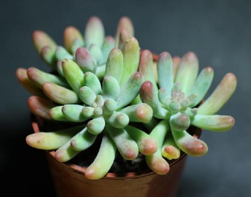 欧盟理事会批准2021年1月1日起临时执行英欧协议